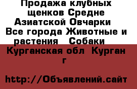 Продажа клубных щенков Средне Азиатской Овчарки - Все города Животные и растения » Собаки   . Курганская обл.,Курган г.